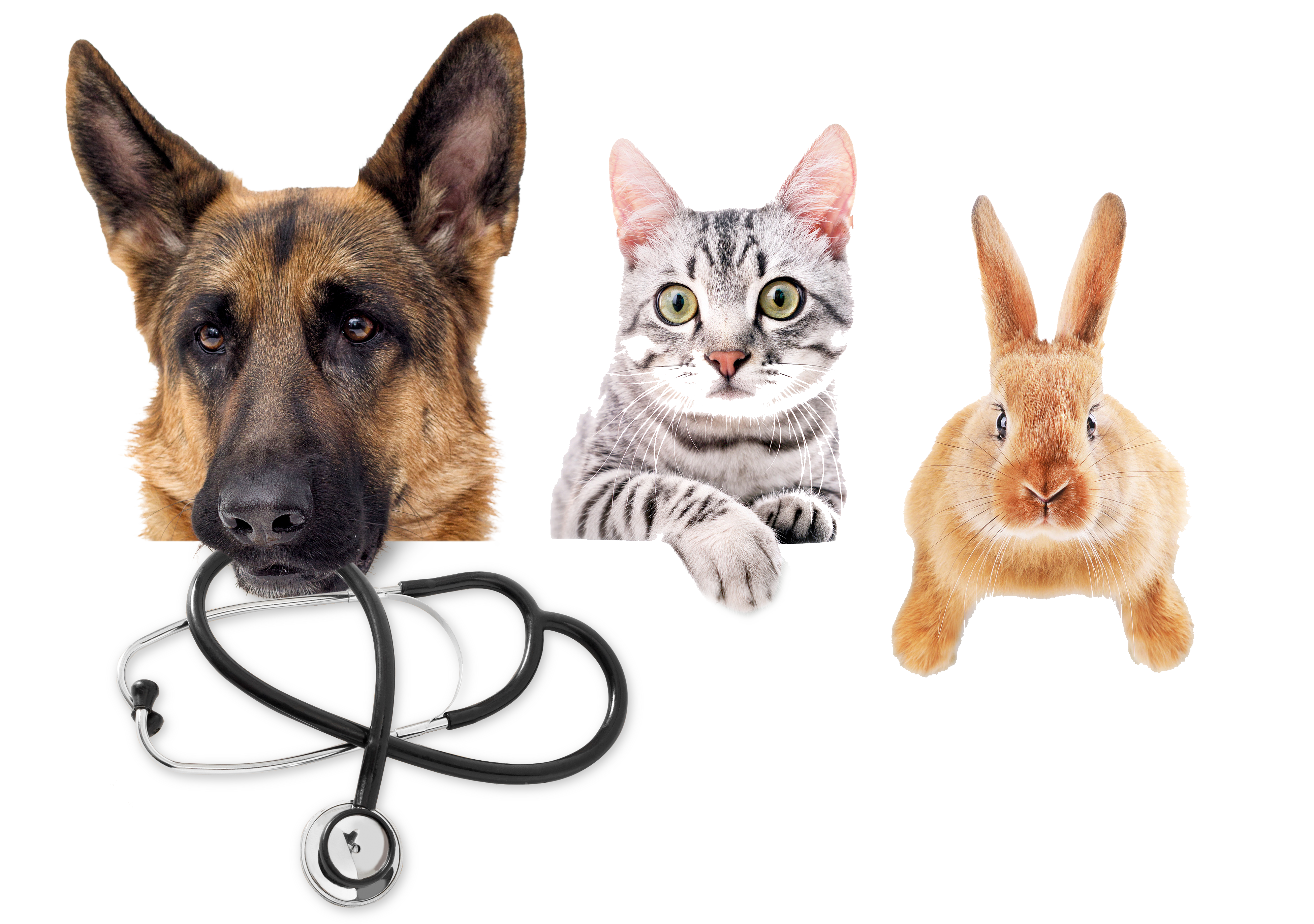 faq dieren